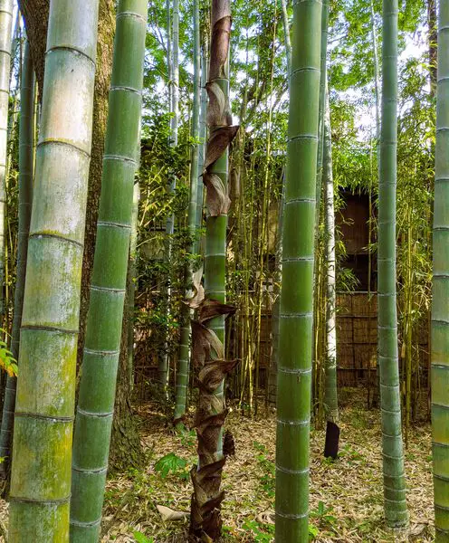 Bamboo viewing