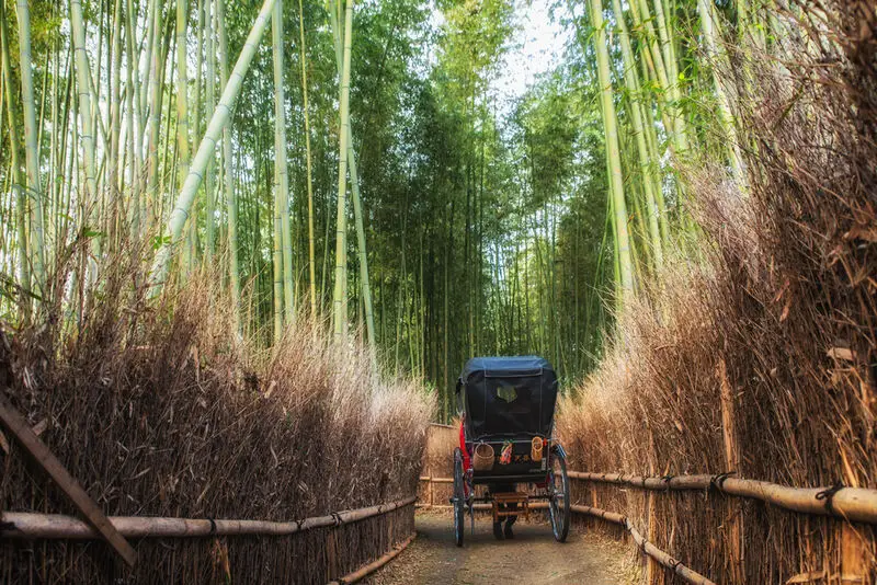 Rickshaw experience at Bamboo Forest in Kyoto